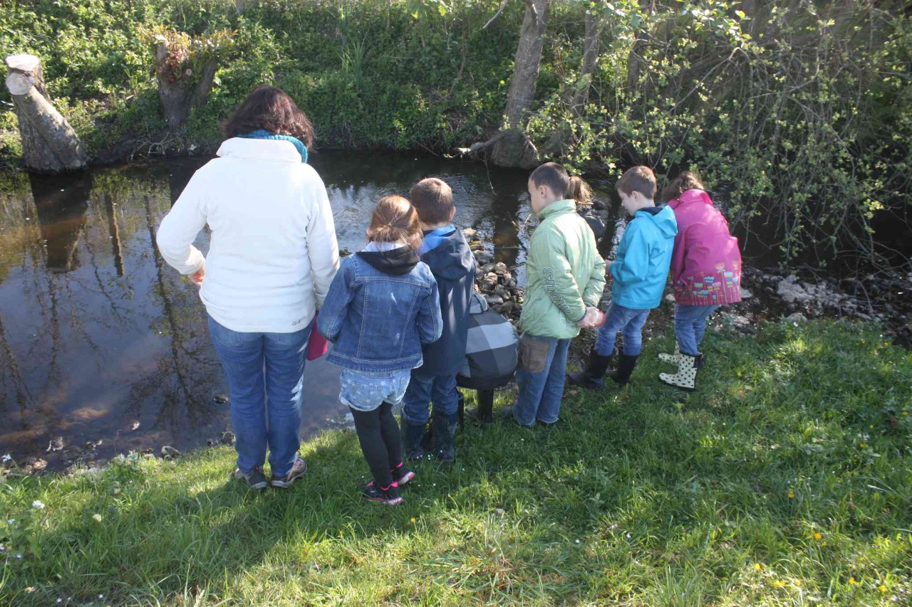 Breuvage sauvage Avoine