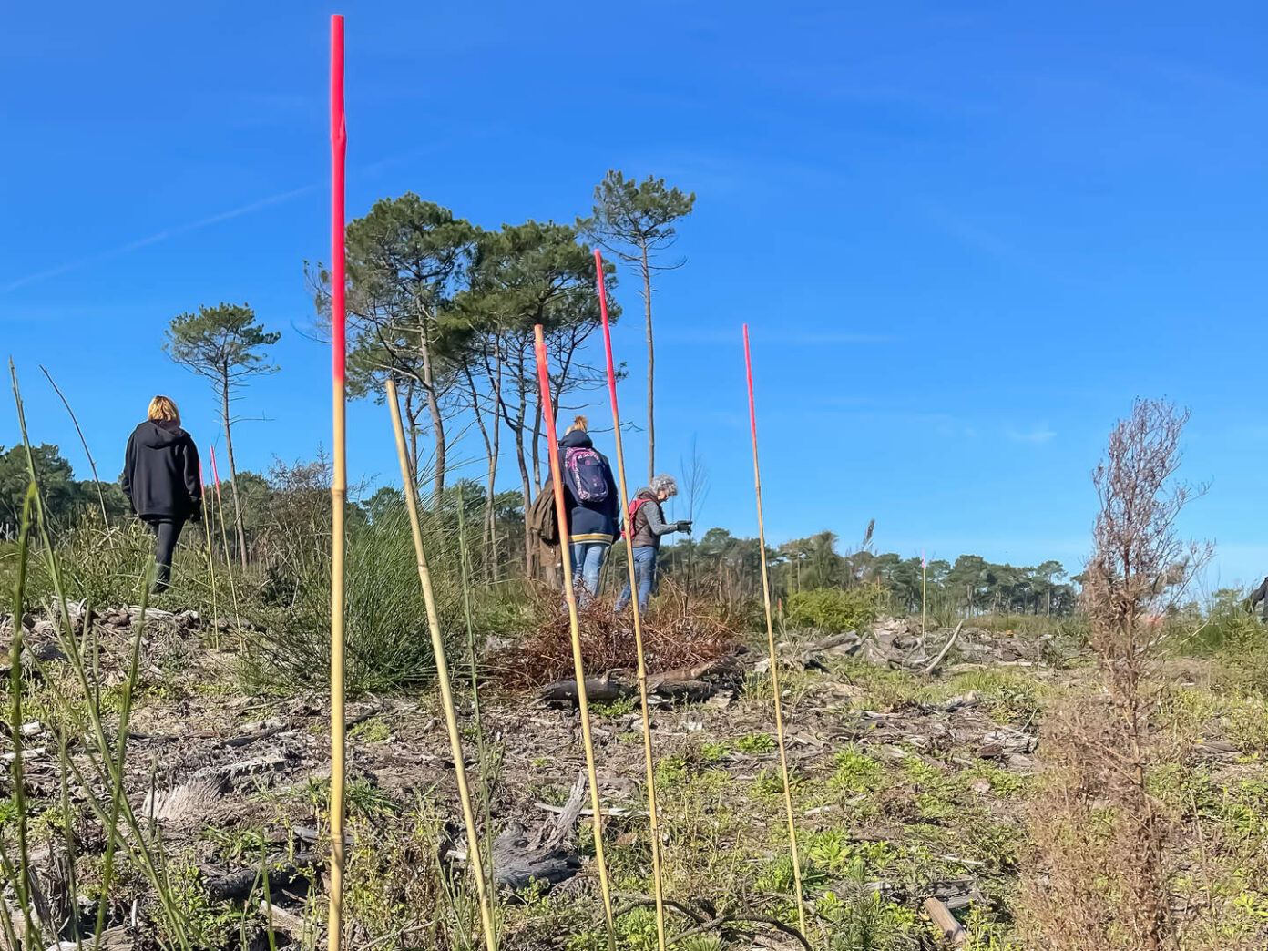 Chantier participatif Agir pour l’entretien de la forêt du Pignada Promenade de La Barre Anglet