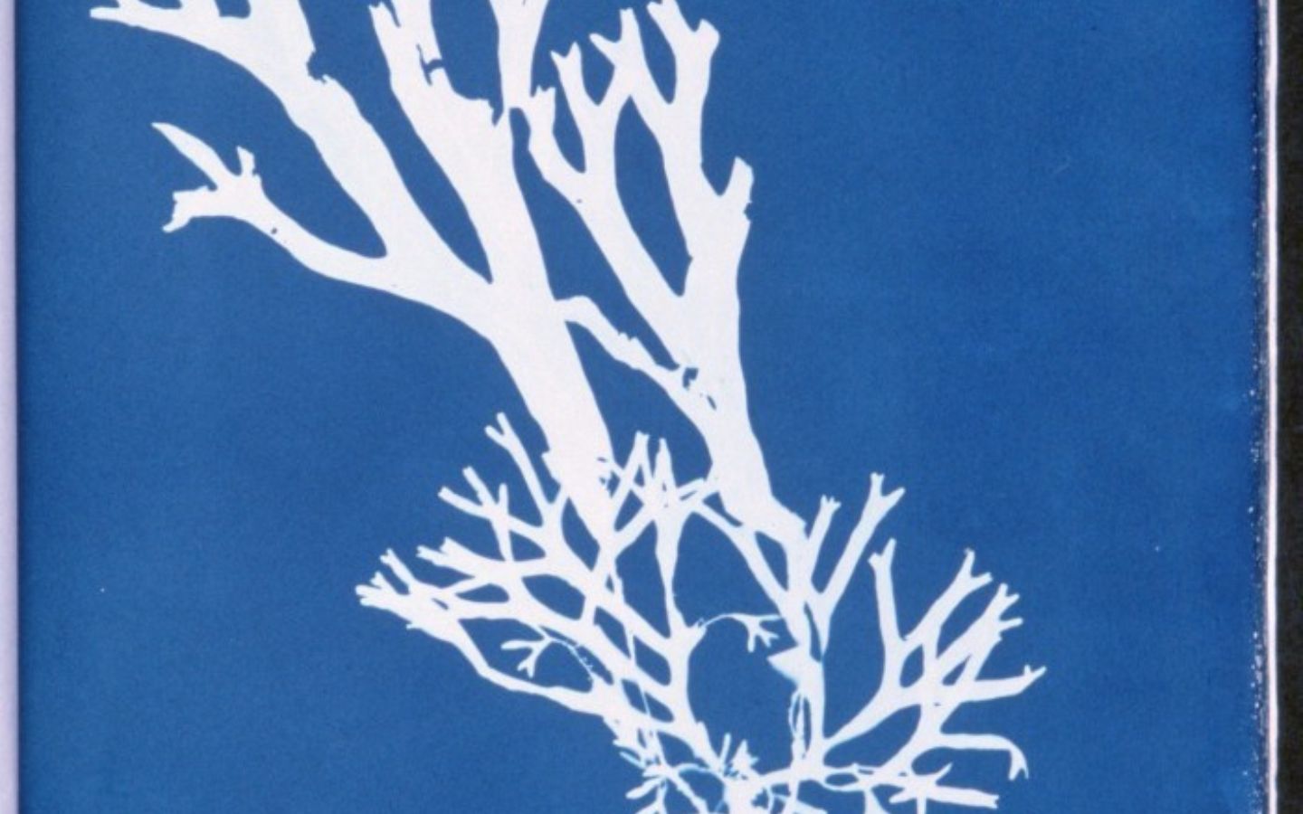 Ciap art cyanotype Ciap Lapurdum Bayonne