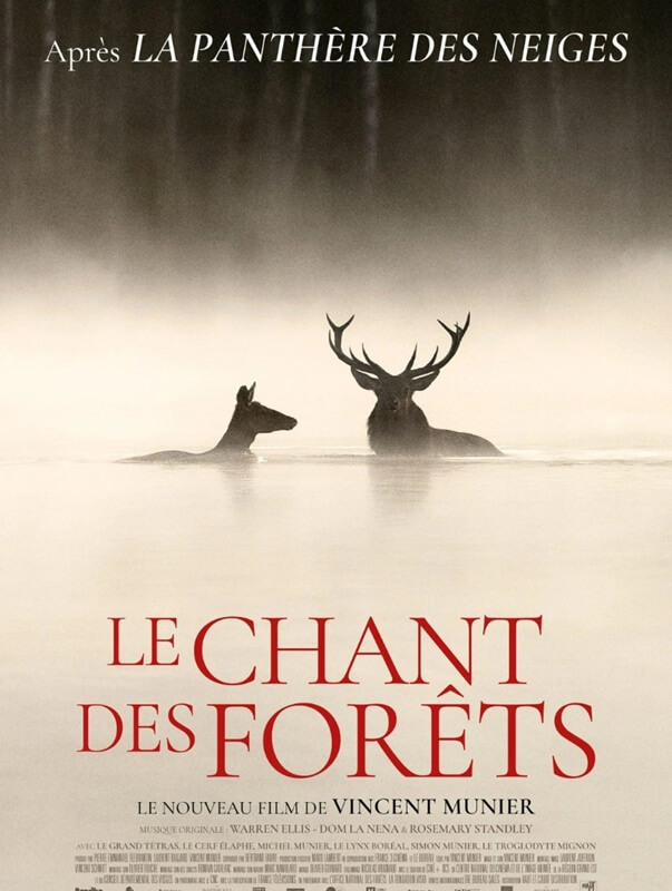 Cinéma en plein air Le chant des forêts Place des templiers Sergeac