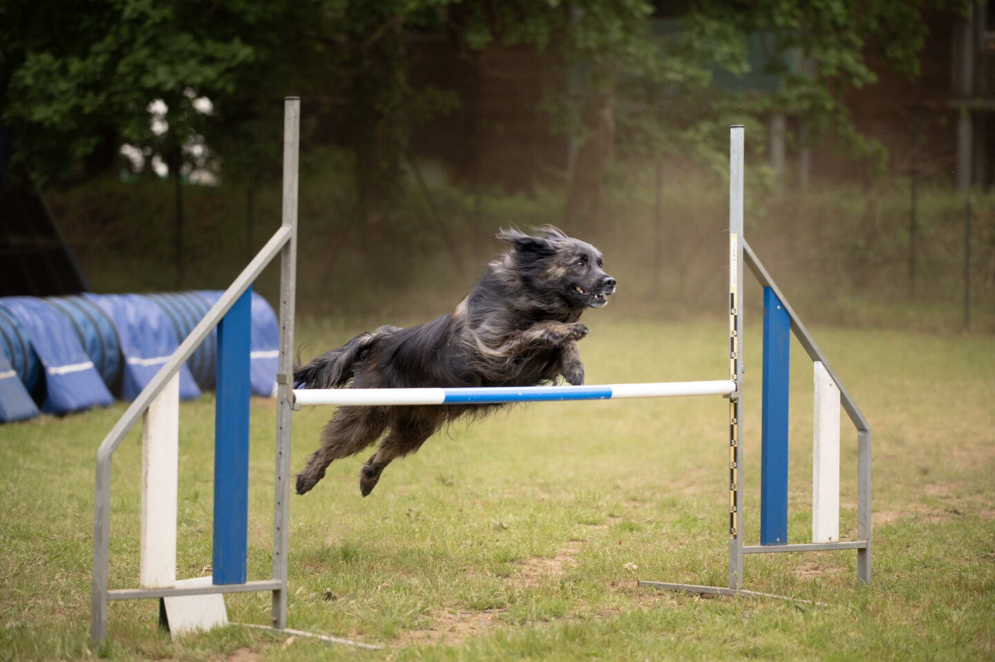 Concours agility dog stade de rugby Ychoux