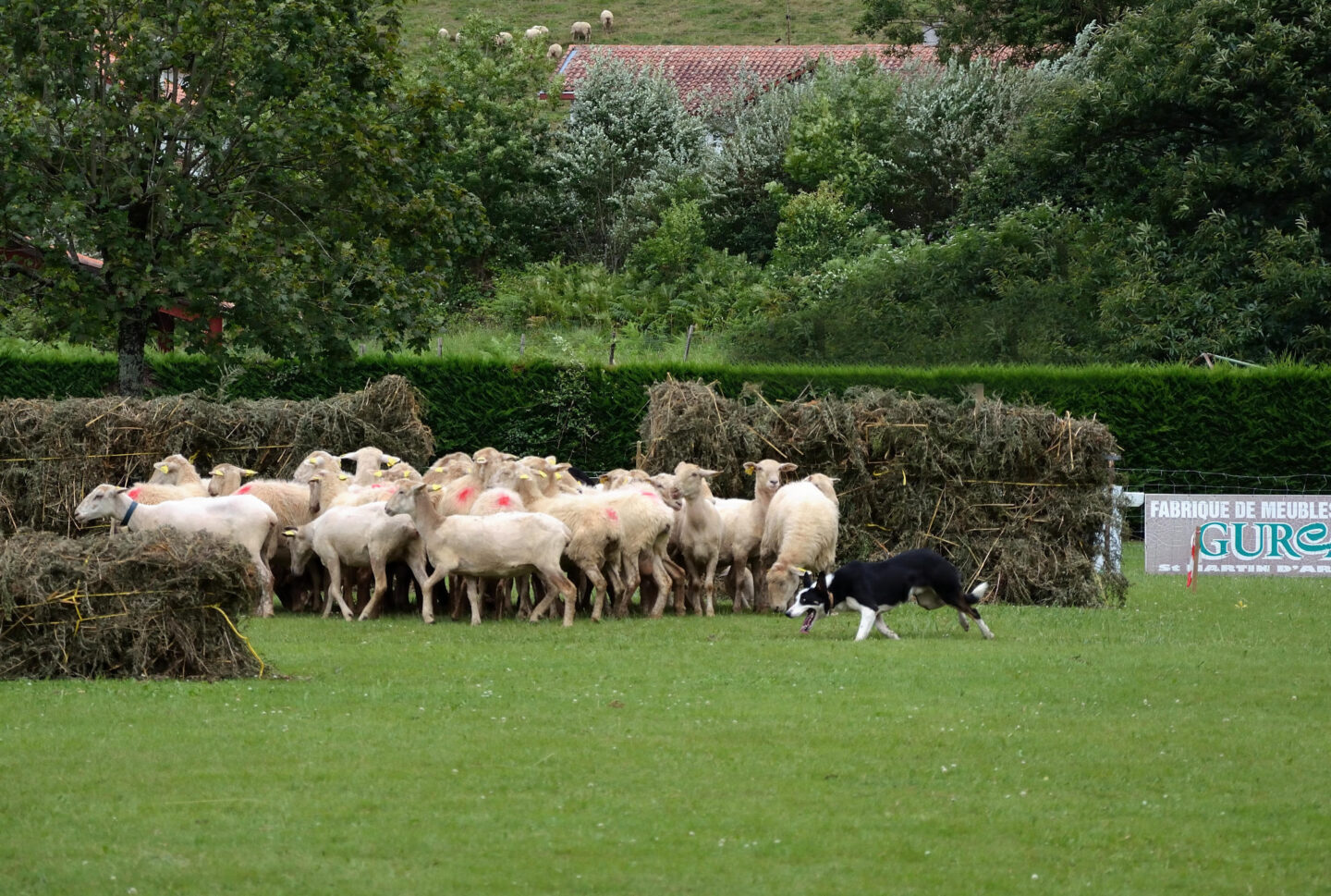 Concours de chiens de bergers Espelette