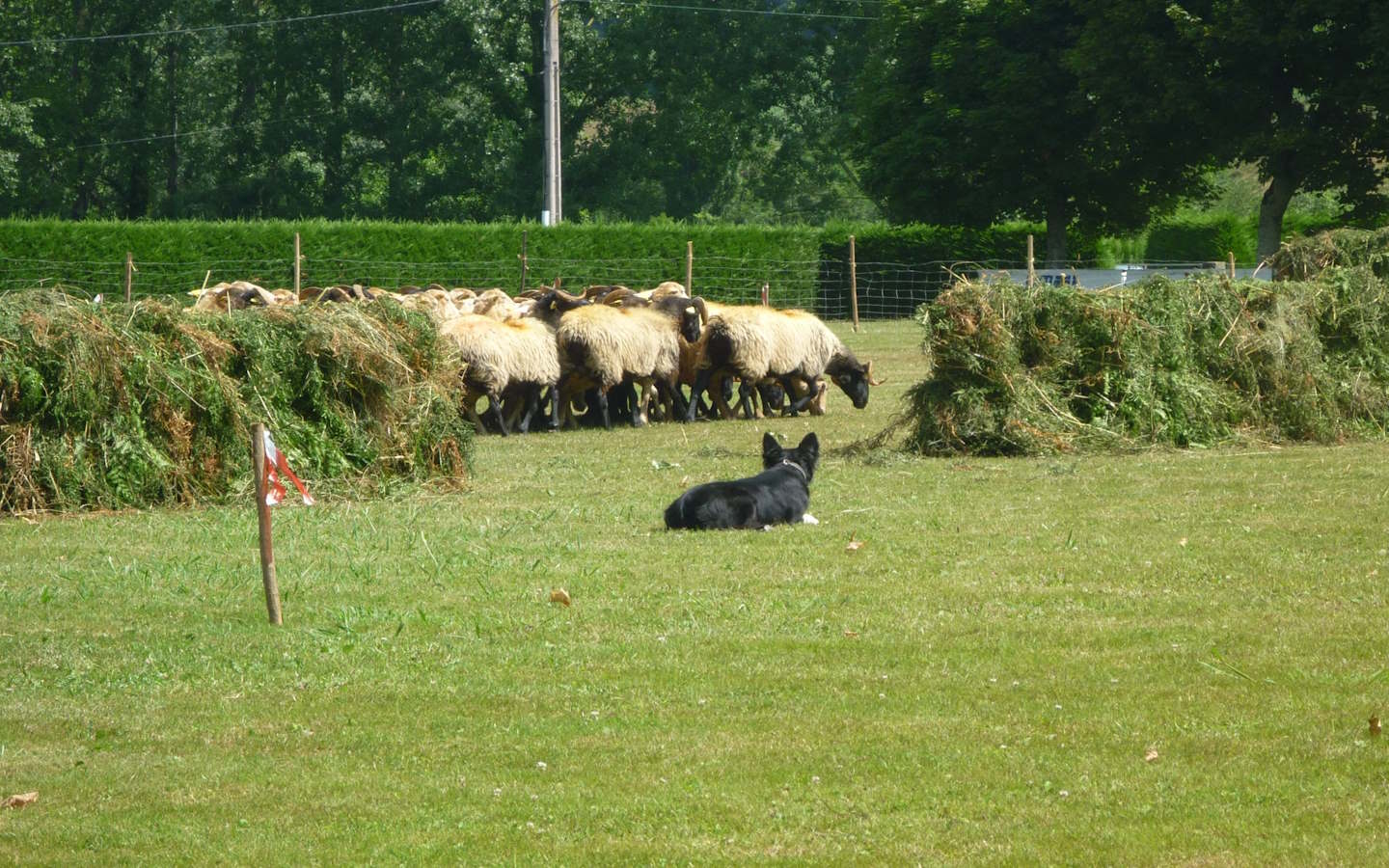 Concours de chiens de bergers Esplanade du mur à gauche Atharri Itxassou 2026-08-11
