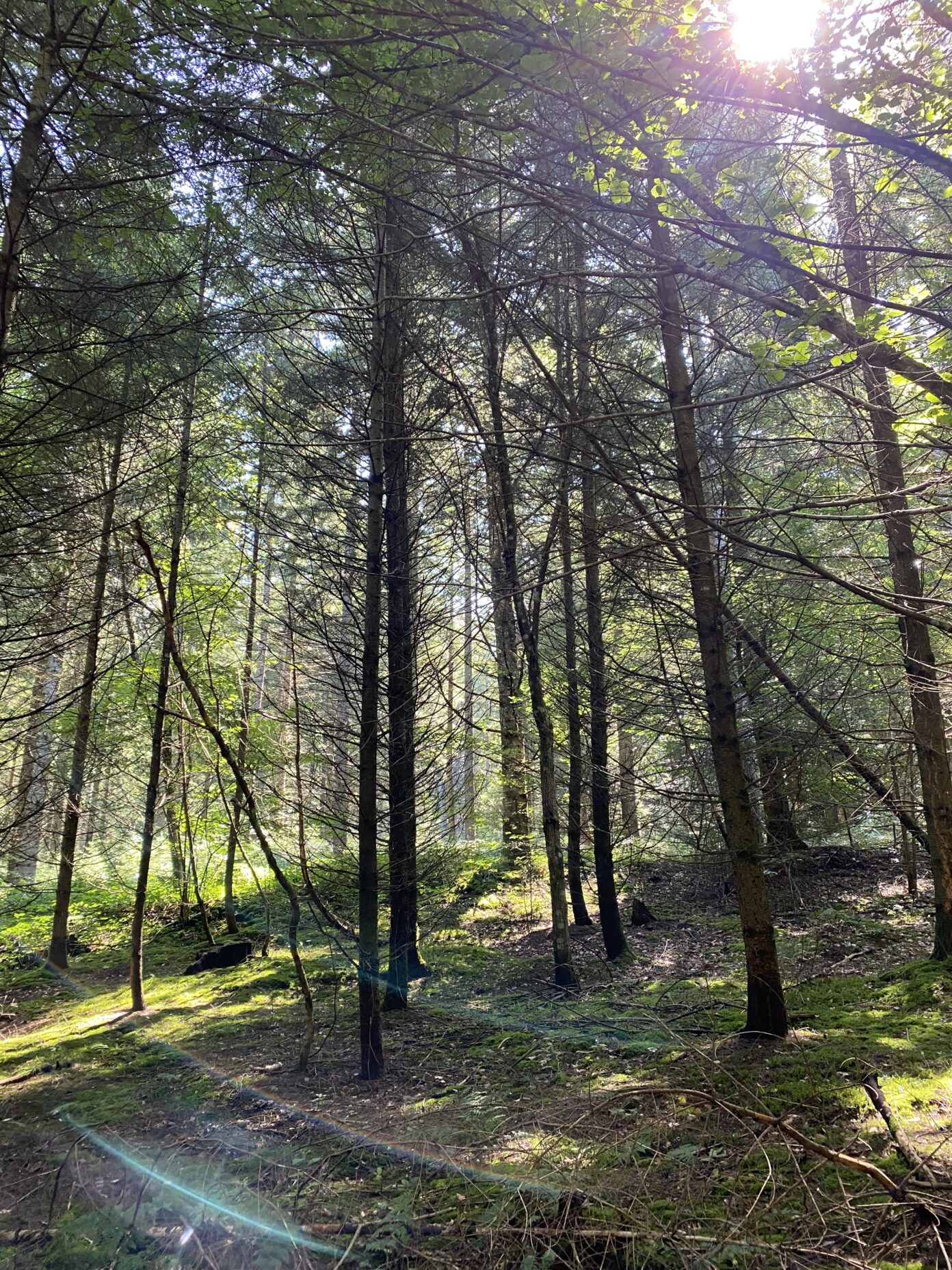 Conférence Débat sur la forêt creusoise Salle culturelle Mairie de Lupersat Lupersat