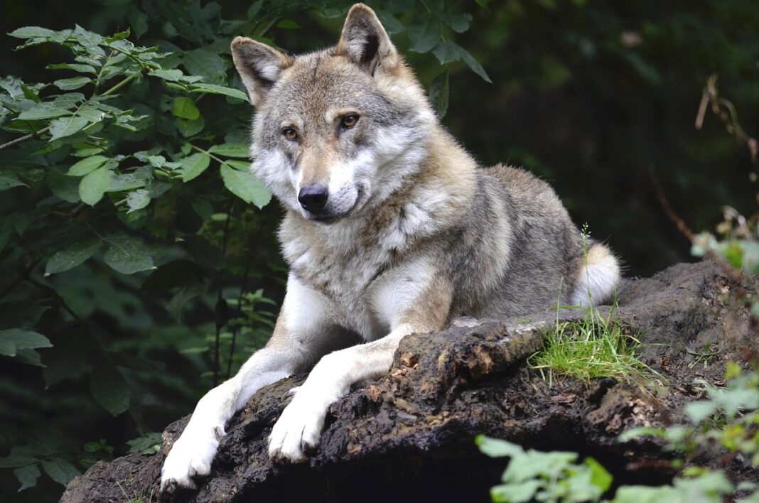 Conférence Les loups de l&rsquo;Igue du Gral, ancêtres des premiers chiens ?  Gourdon