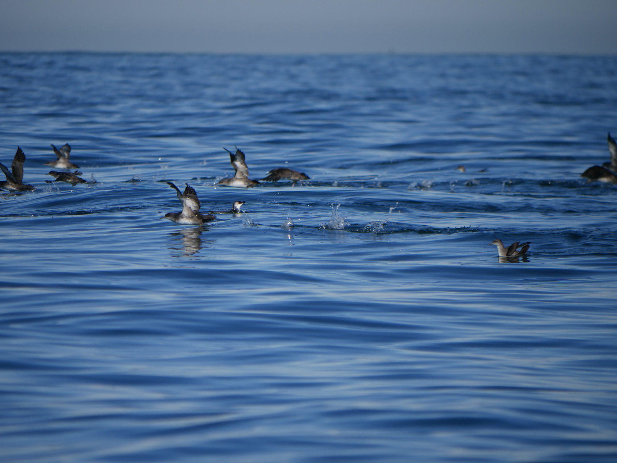 Conférence Oiseaux marins