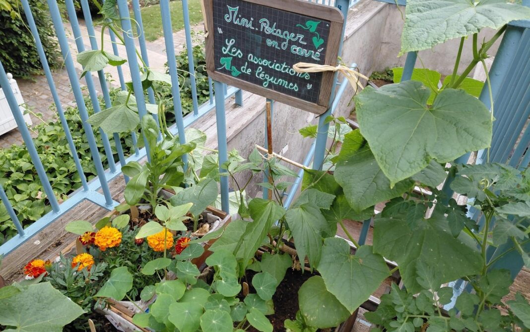Construction de structures pour grimpantes au balcon Maison du Jardinage et du Compostage PARIS