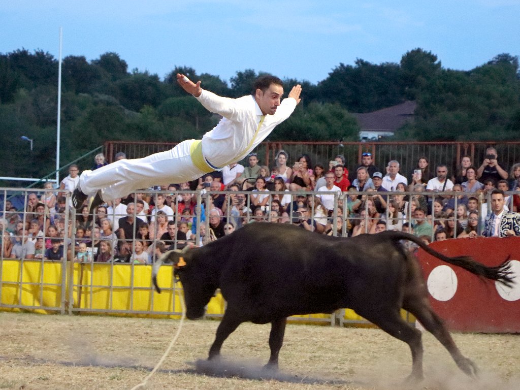 Courses de vaches landaises Stade de rugby Ondres