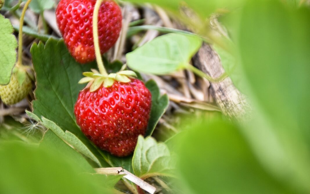 Cueillez des fraises parisiennes chez Fragola ! Fragola / Cité Fertile Pantin