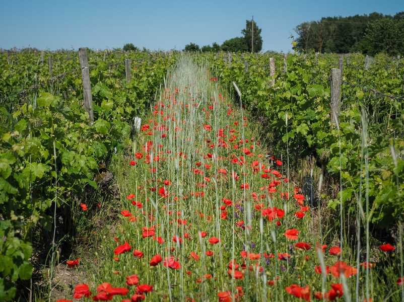 Dans les pas du vigneron au Domaine de la Chevalerie  Restigné