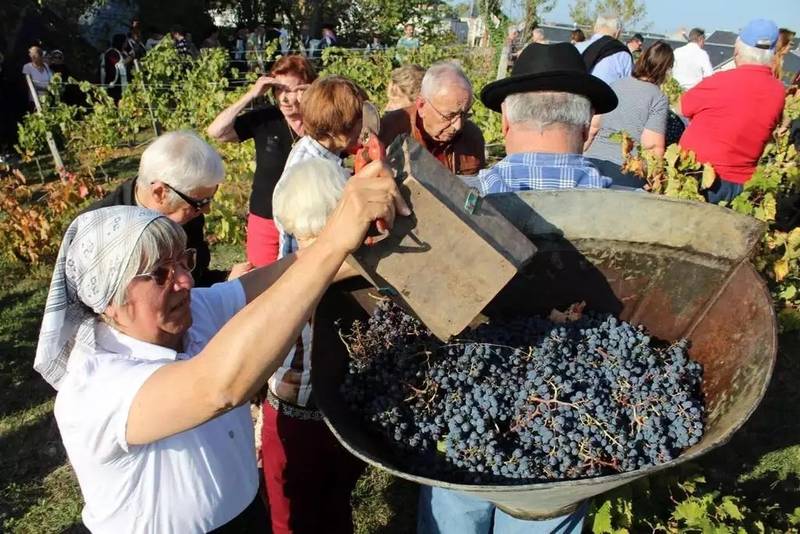 Déambulation et vendanges de la Cité Libre du vieux Thouars 18 Place Saint-Médard Thouars 2026-09-26