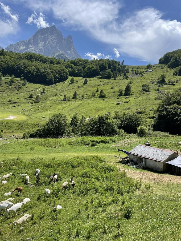 Découverte de la traite des chèvres Cabane de Bious Oumette Laruns 2026-07-15