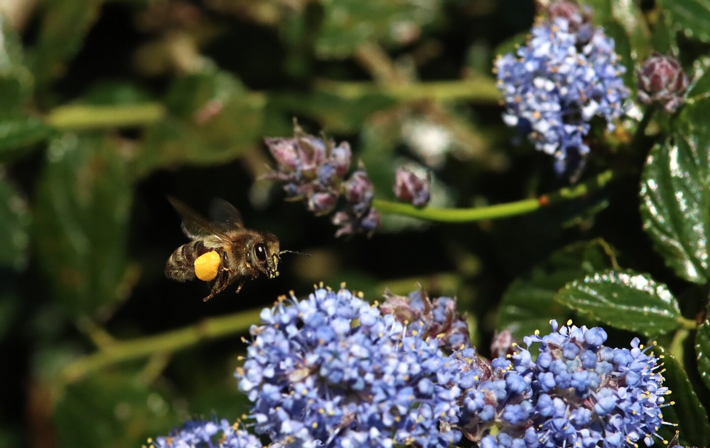 Découverte des abeilles Lathus-Saint-Rémy