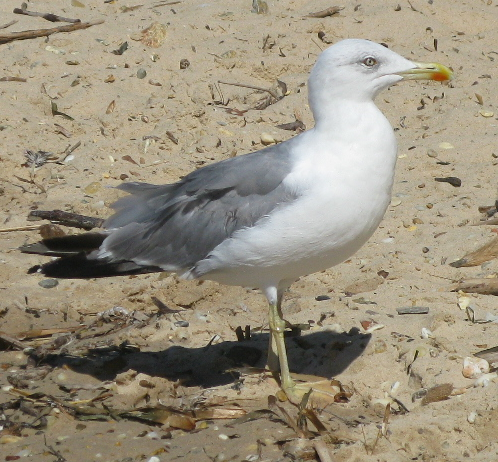 DÉCOUVERTE DES OISEAUX DU LITTORAL ET DES ANIMAUX MARINS À LA BIBLIOPLAGE Canet-en-Roussillon