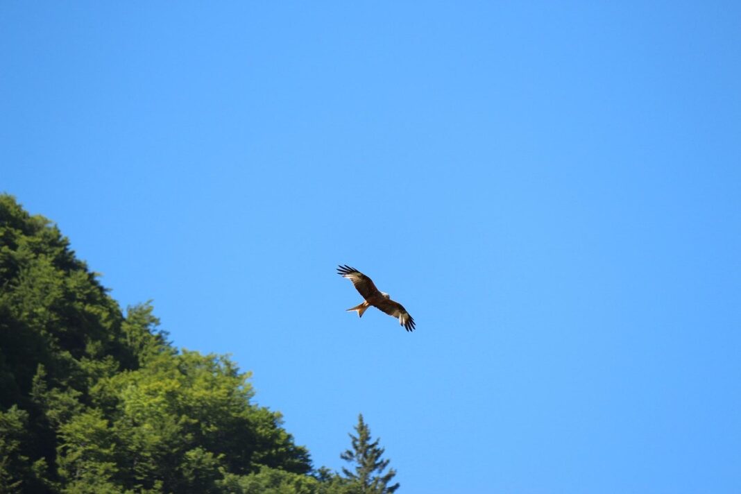 Découverte des rapaces et animaux des Pyrénées  Eaux-Bonnes