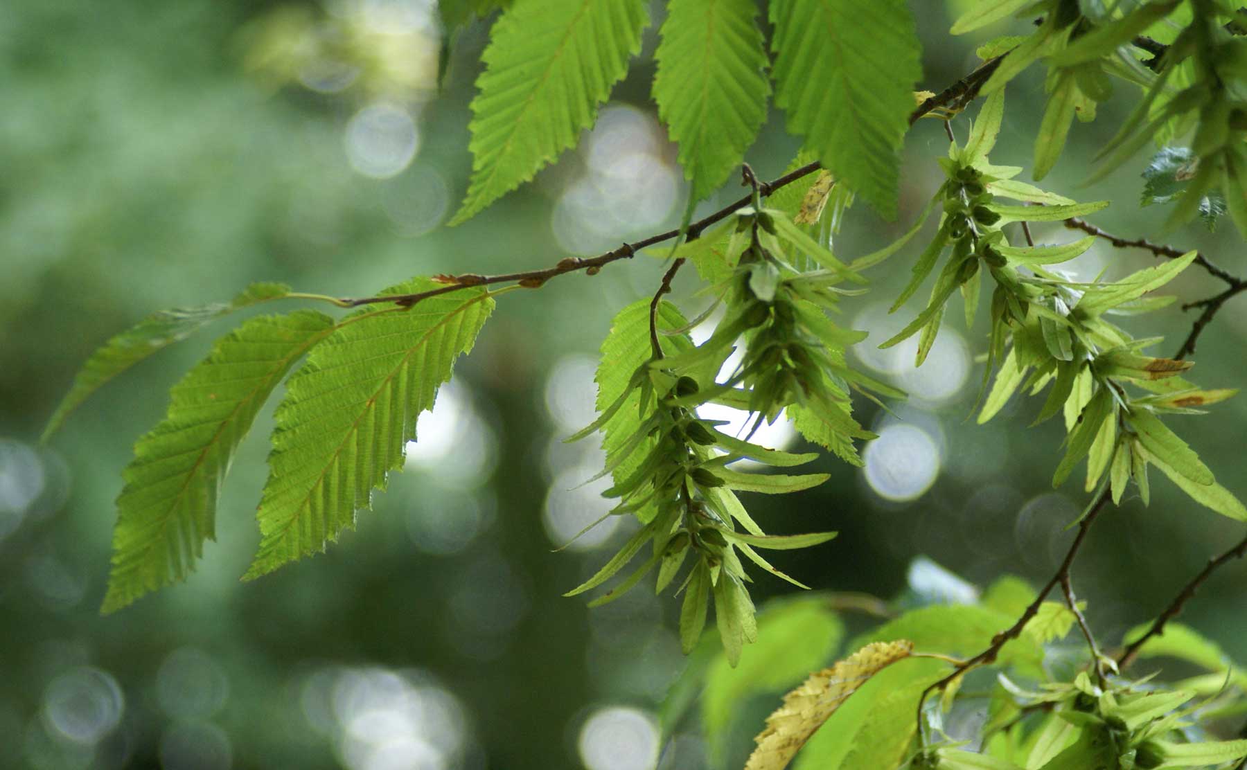 Découverte du jardin-forêt de Michel Diebold Cavarc