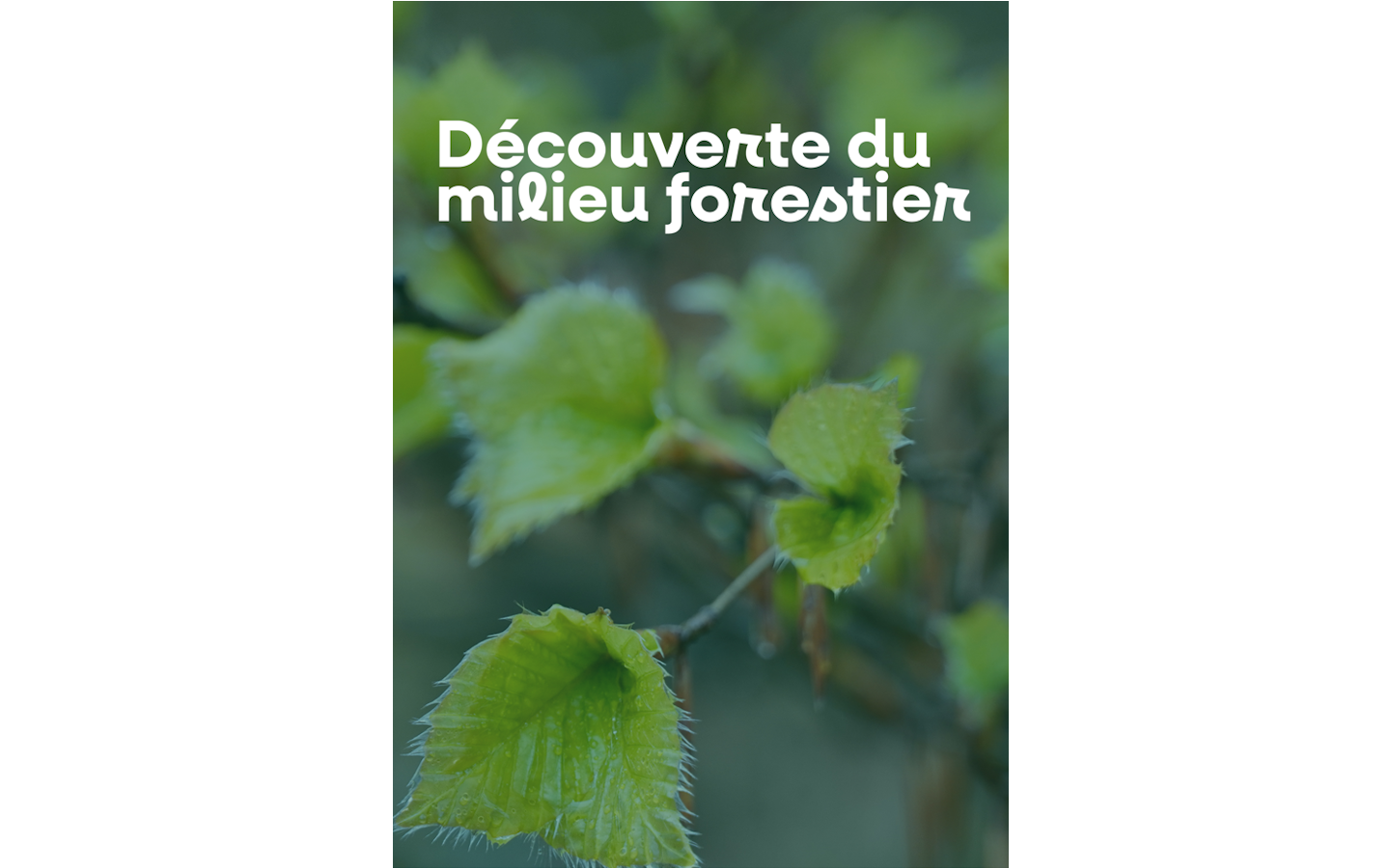 Découverte du milieu forestier Larrau