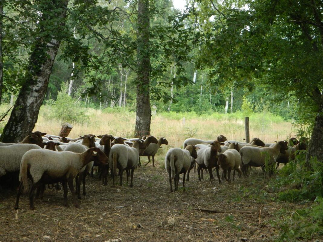 Découverte d&rsquo;un écopaturage  La Celle-Dunoise