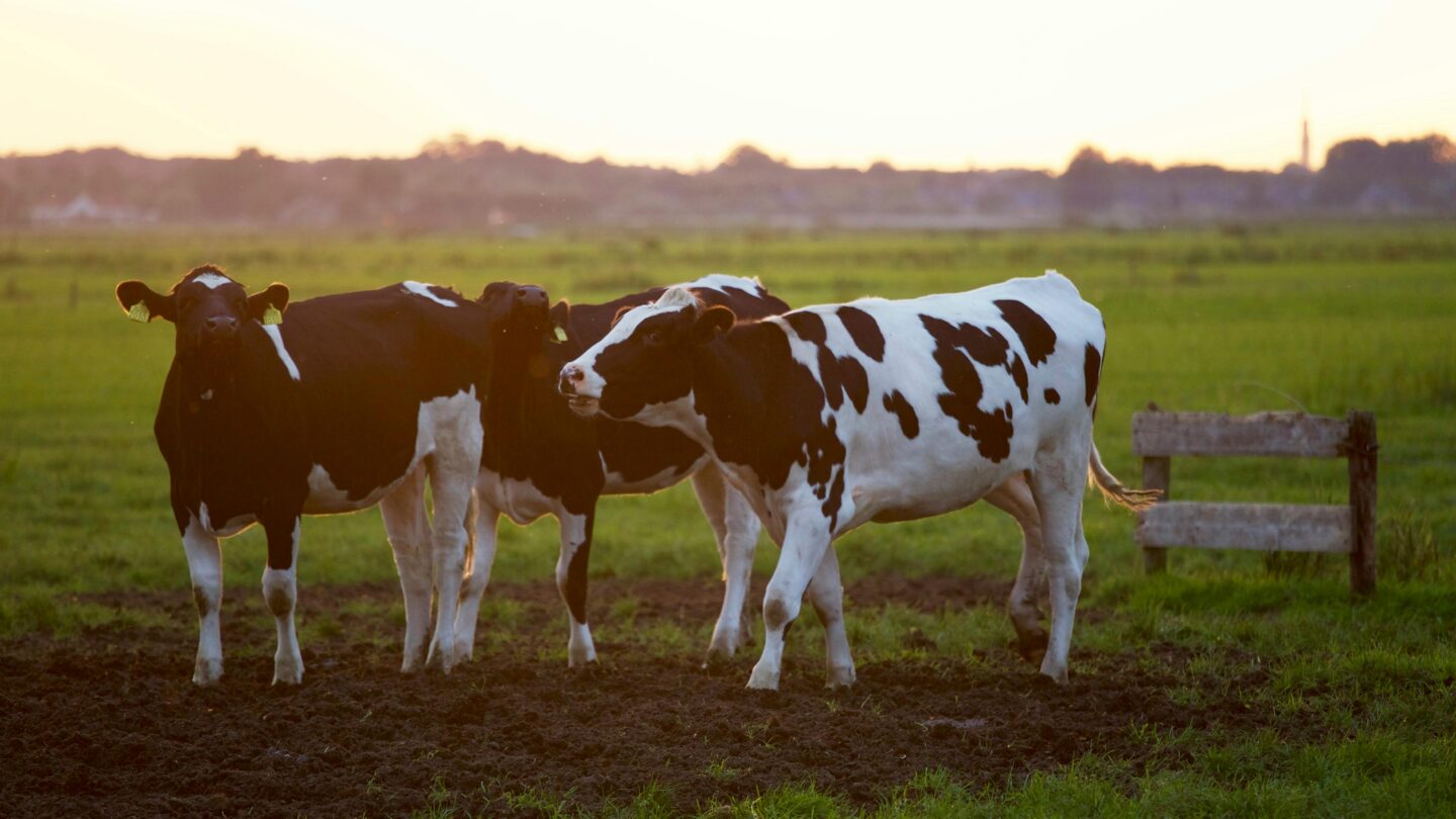 Découverte d’une exploitation de vaches laitières Grenade-sur-l’Adour