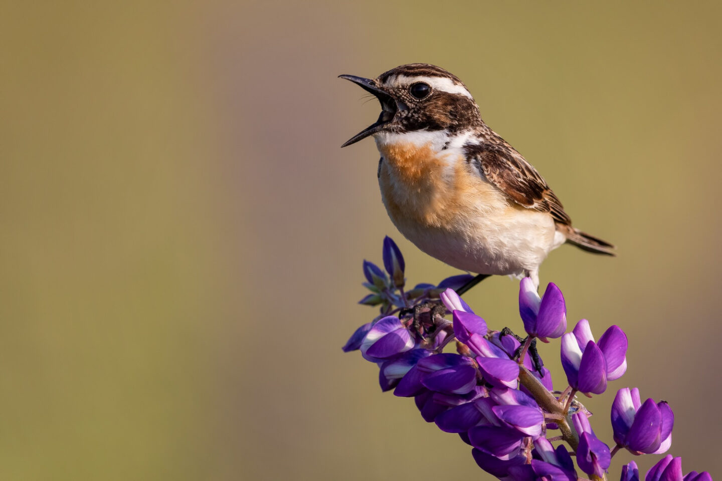Découverte le concert des oiseaux Maison de la Réserve Rochechouart