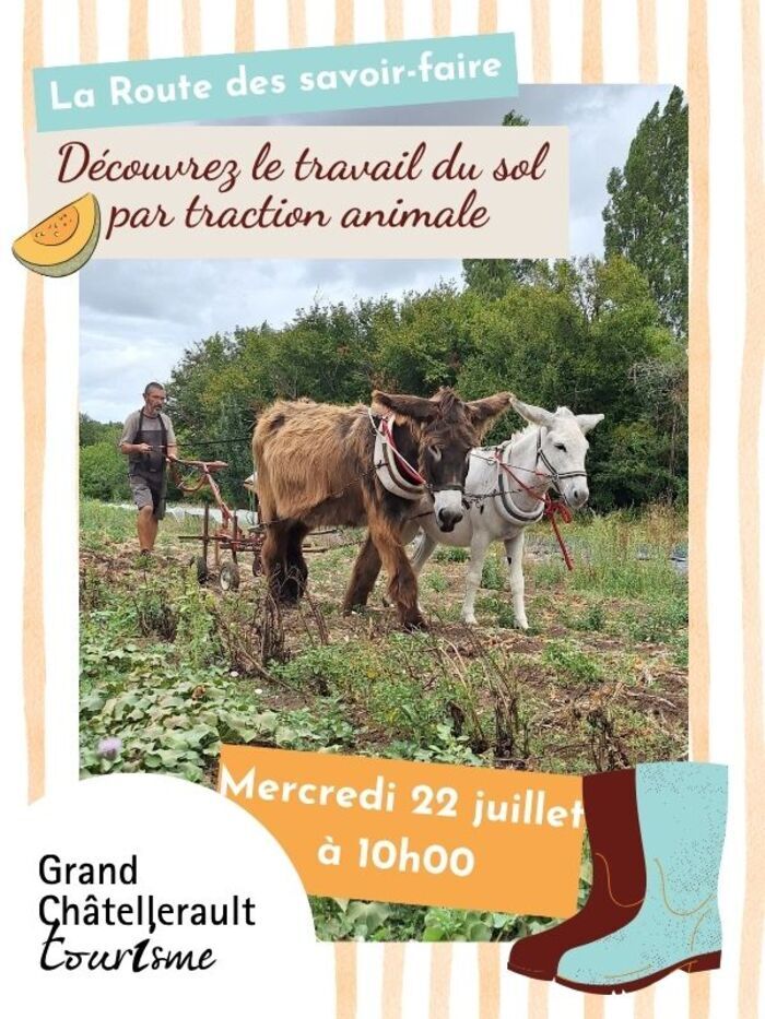 Découvrez le travail du sol par traction animale Lieu-dit Vangueil Archigny