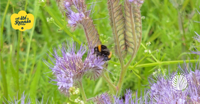 Découvrir et accueillir la biodiversité au jardin Jardin des Mille Pas Rennes
