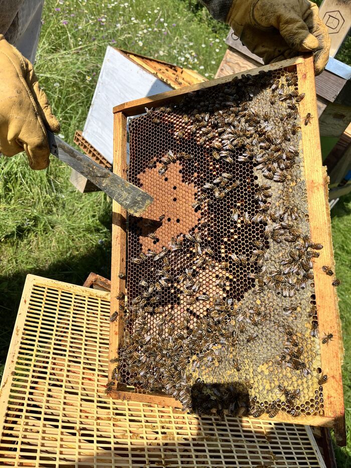 Dégustation de miel Ferme la Gazi Couffé