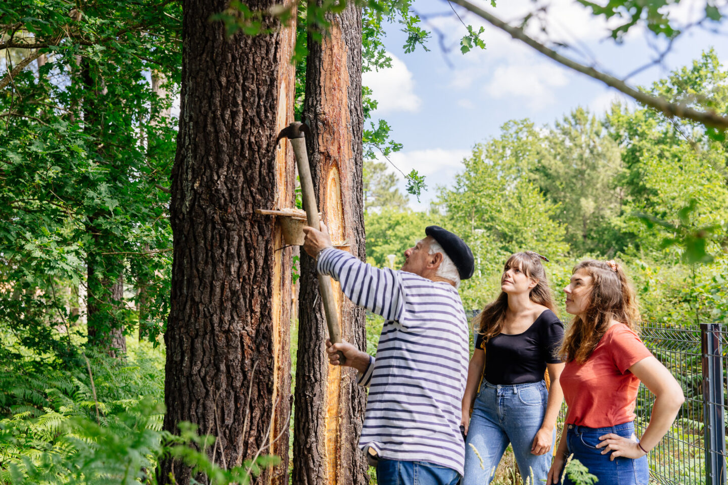 Démonstration de gemmage Conservatoire des Landes de Gascogne Sanguinet