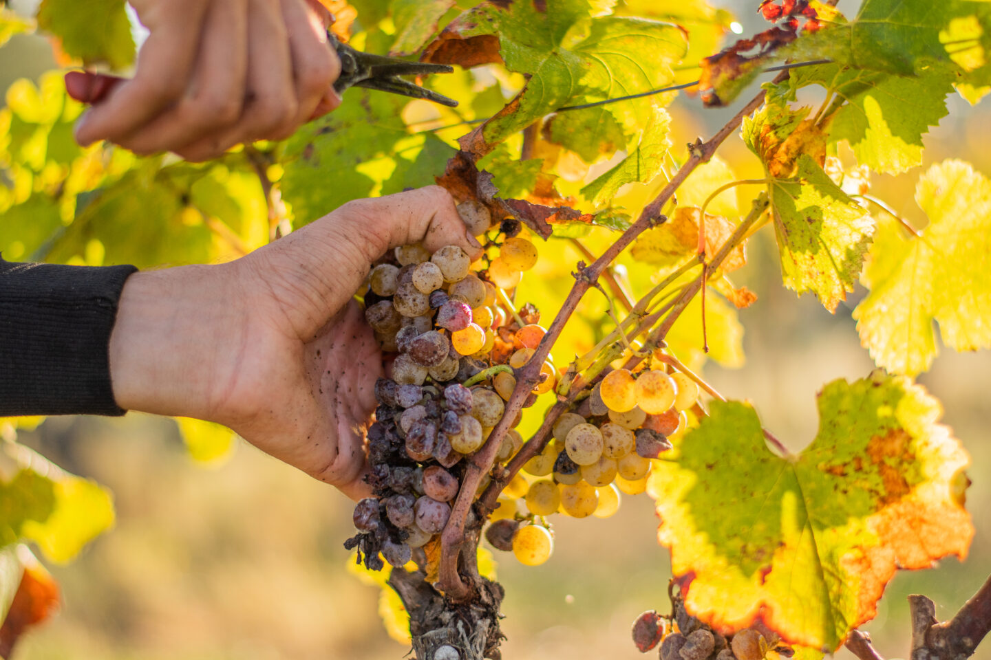 Dimanche de Vendange au Château d&rsquo;Arche  Sauternes