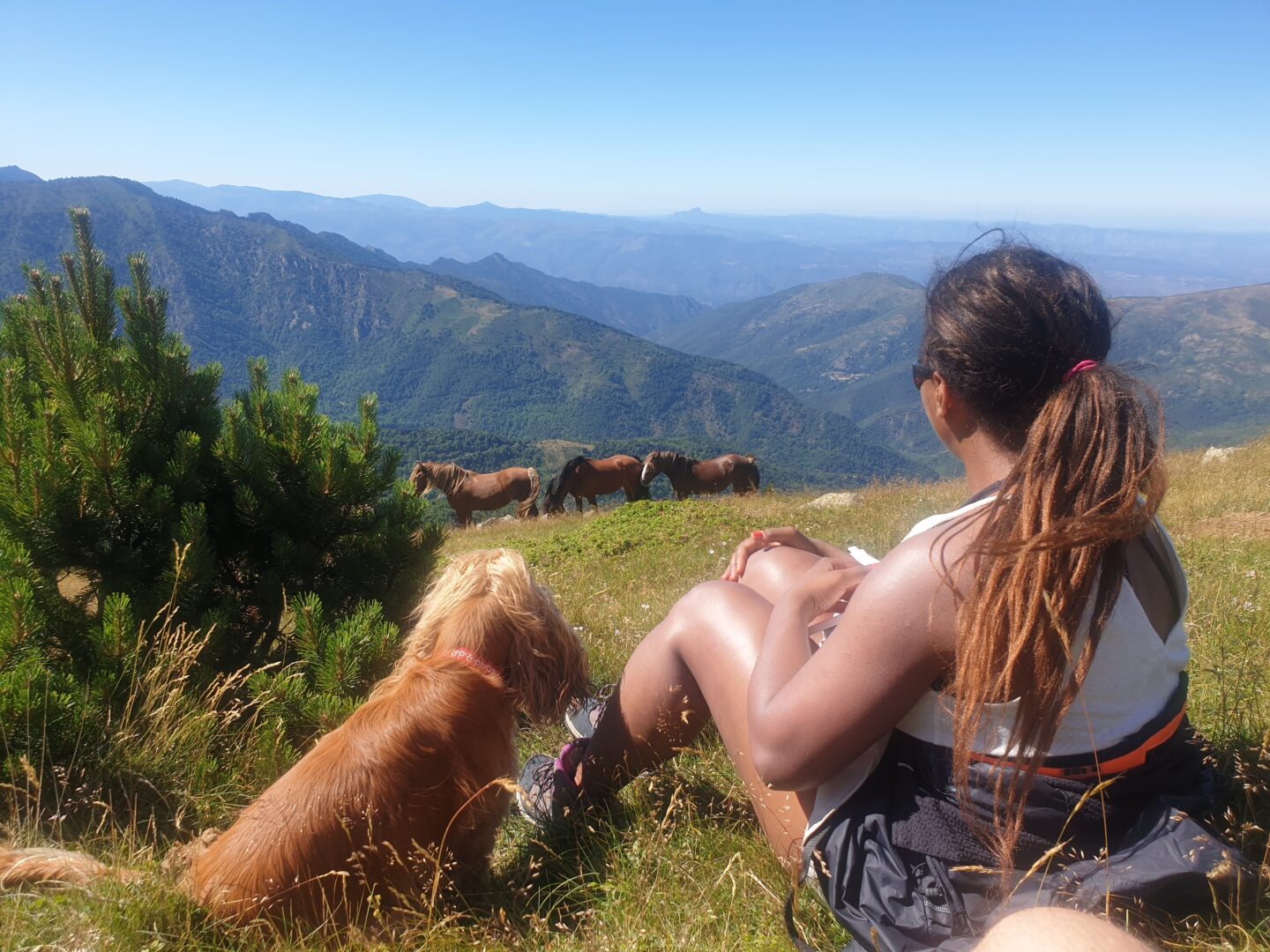 EXCURSION VERS LE CANIGO EN 4X4 AVEC PASSCANIGO  Prades