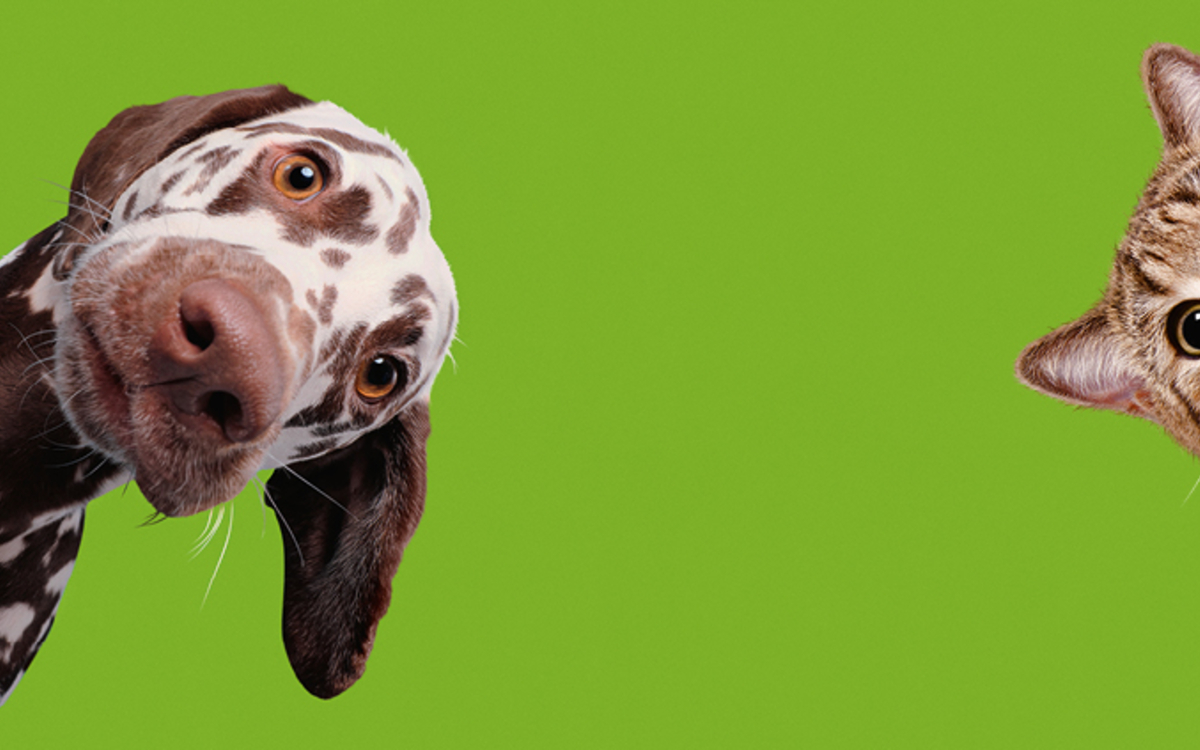 Expo « Chiens et chats » à la Cité des sciences Cité des sciences et de l’industrie Paris