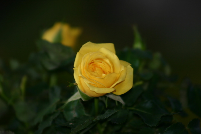 Exposition de roses, La Halle de Nogent-sur-Seine, Nogent-sur-Seine