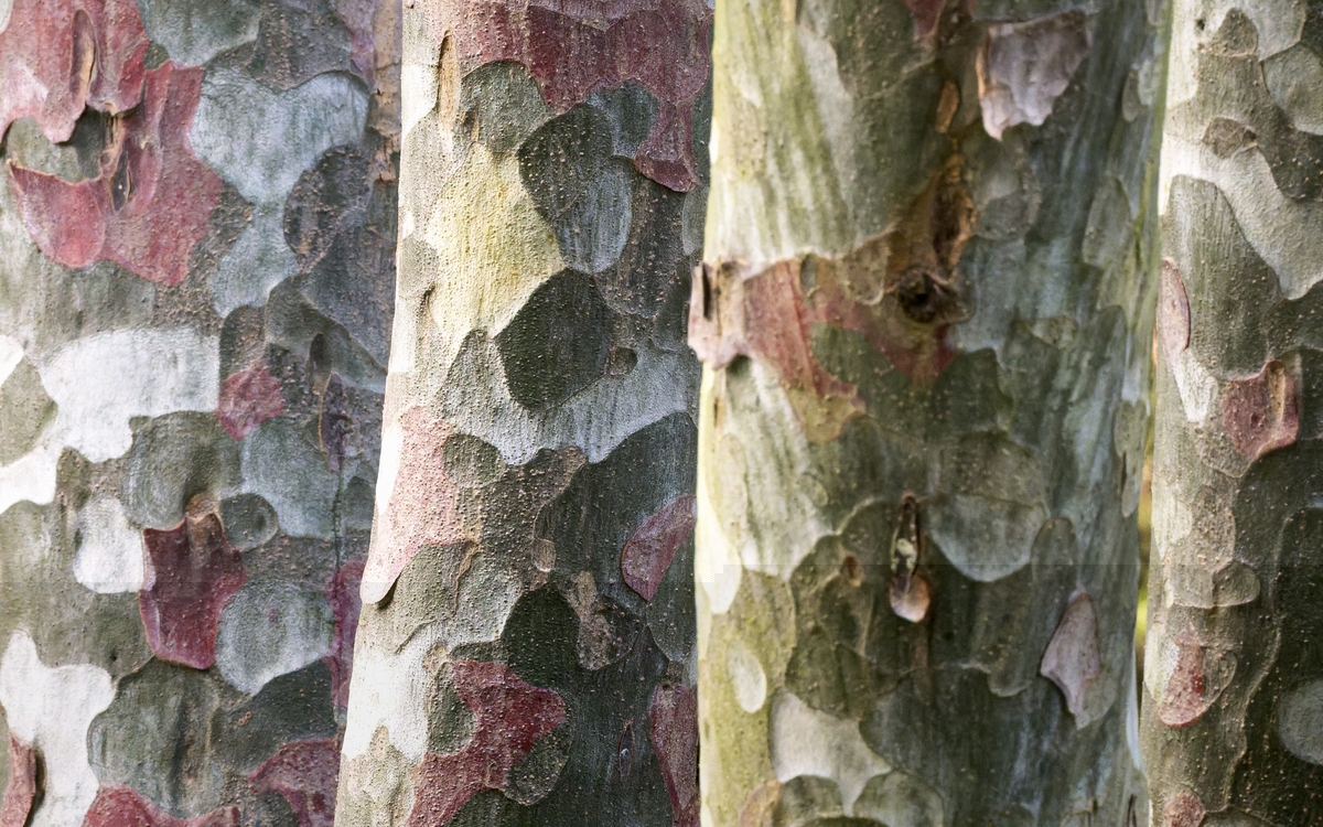 Exposition « Écorces » à l’Arboretum de Paris Arboretum de Paris PARIS