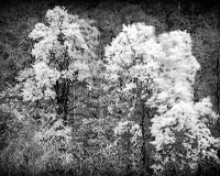 EXPOSITION PHOTOS Vialas