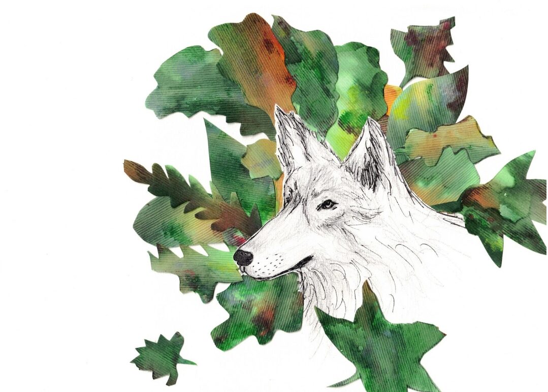 festival lyncéus L'Animalière