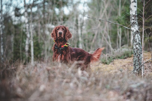 Fête de la Chasse Nature et Traditions  Civray
