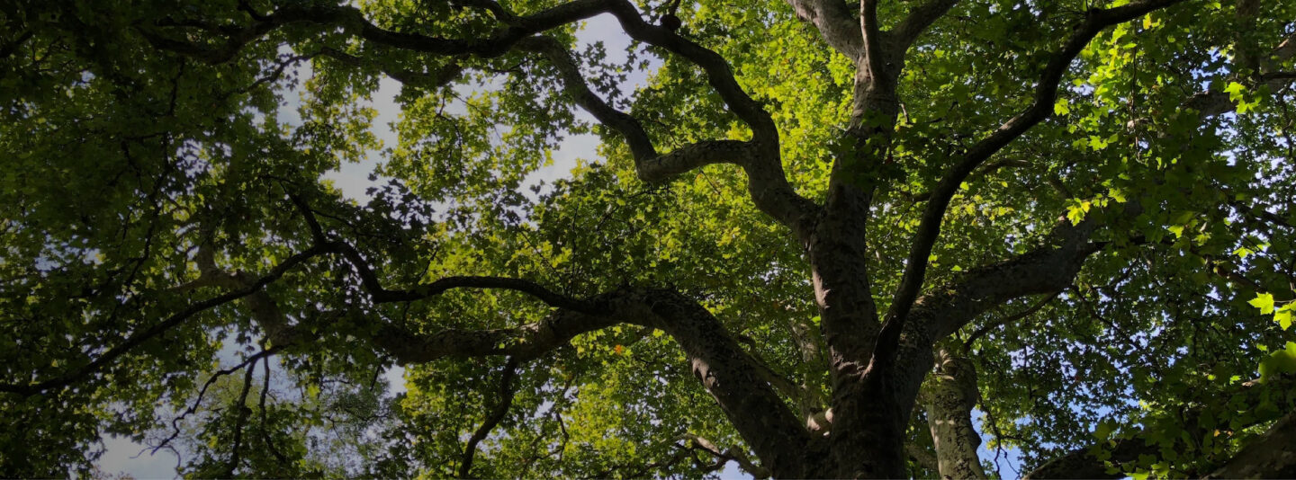 Fête de la nature à Peyrassoulat  Chéronnac