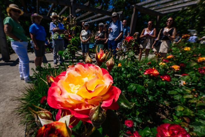 Fête des roses dans le parc de roses, egapark Erfurt, Erfurt