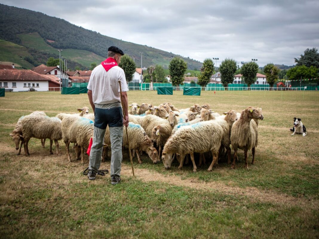 Foire gastronomique et artisanale et concours de chiens de berger Saint-Étienne-de-Baïgorry