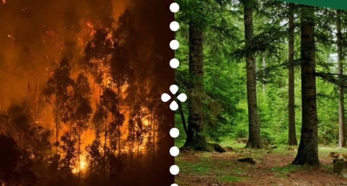 FÔRETS AGIR ! ET SI ON PARLAIT DE NOS FORÊTS ? Saint-Étienne-Vallée-Française
