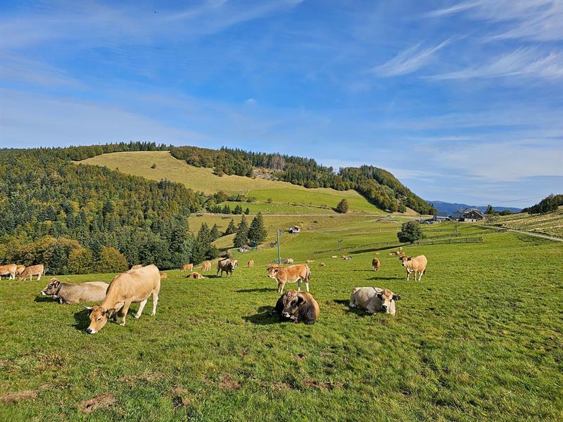 Forêts du Rouge Gazon 42 Route du Ballon d'Alsace Bât des Démineurs Saint-Maurice-sur-Moselle 2026-07-26