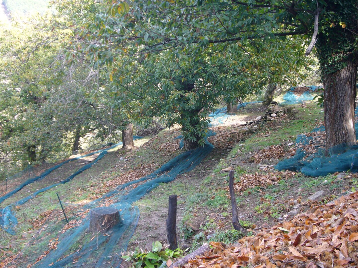FORMATION ENTRETIEN DES GREFFES DE CHATAIGNIER Ventalon en Cévennes