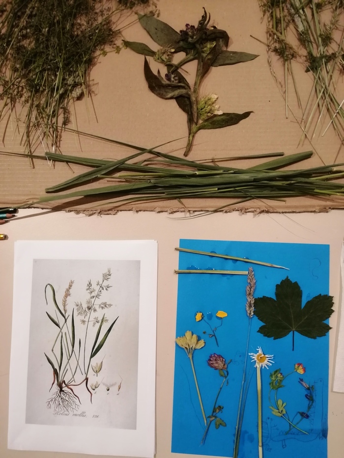 Herbier en fleurs, Musée du Domaine royal de Marly, Marly-le-Roi