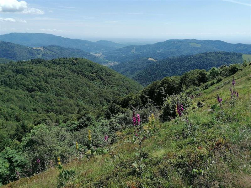 Histoire des paysages du Ballon d’Alsace 42 Route du Ballon d'Alsace Bât des Démineurs Saint-Maurice-sur-Moselle 2026-07-22