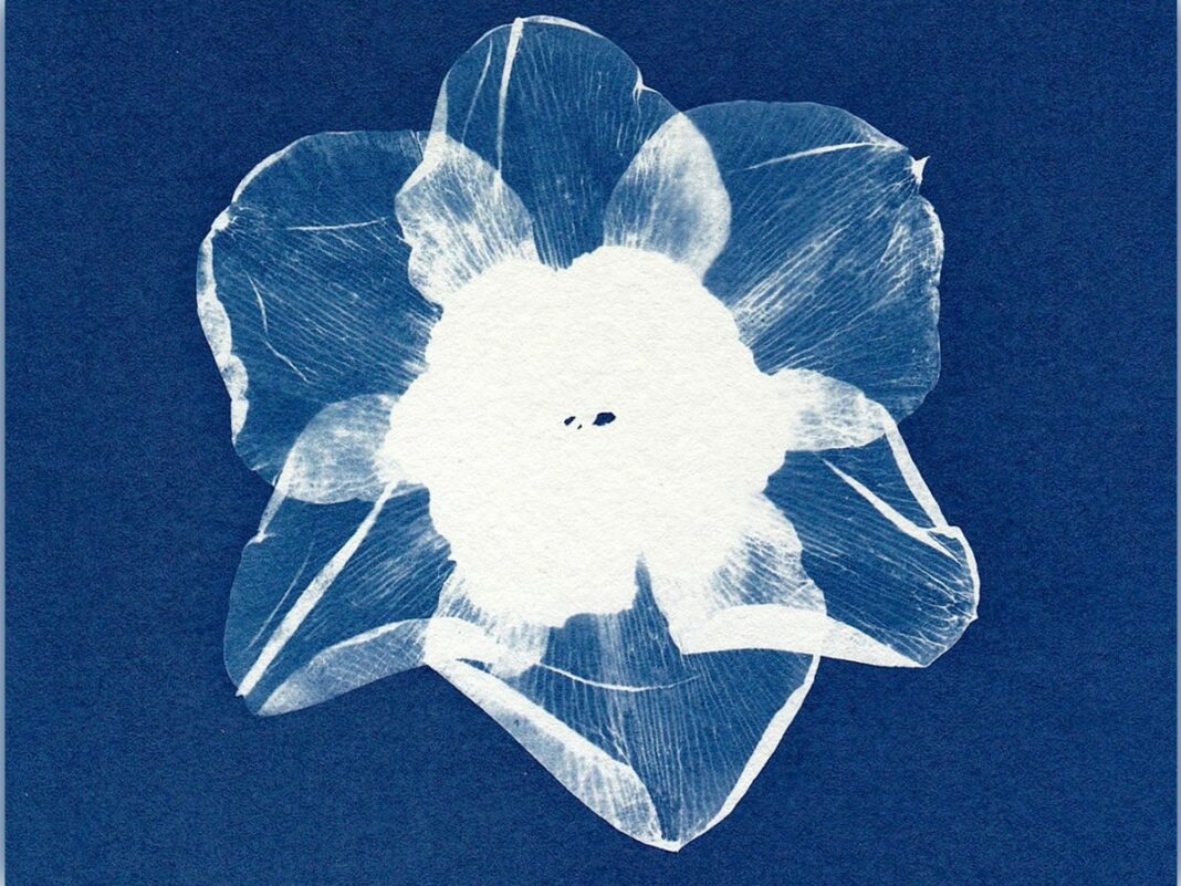 Initiation au cyanotype Gouville-sur-Mer