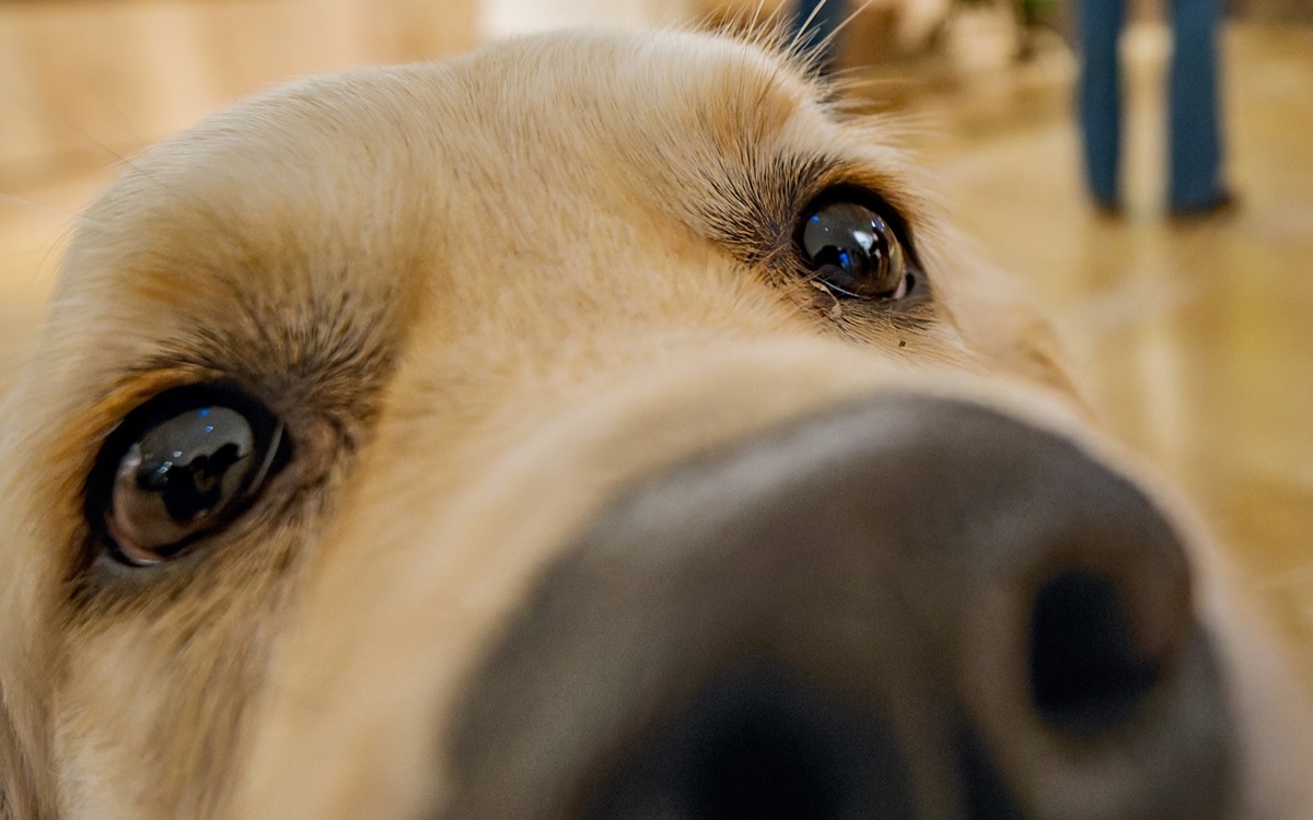 Initiation aux soins coopératifs des chiens et des chats Maison de l’animal en ville – Jane Goodall Paris