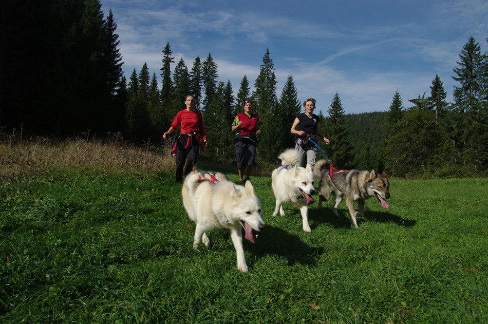 Initiation cani rando chiens de traineaux Sentiers Nordiques Lamoura