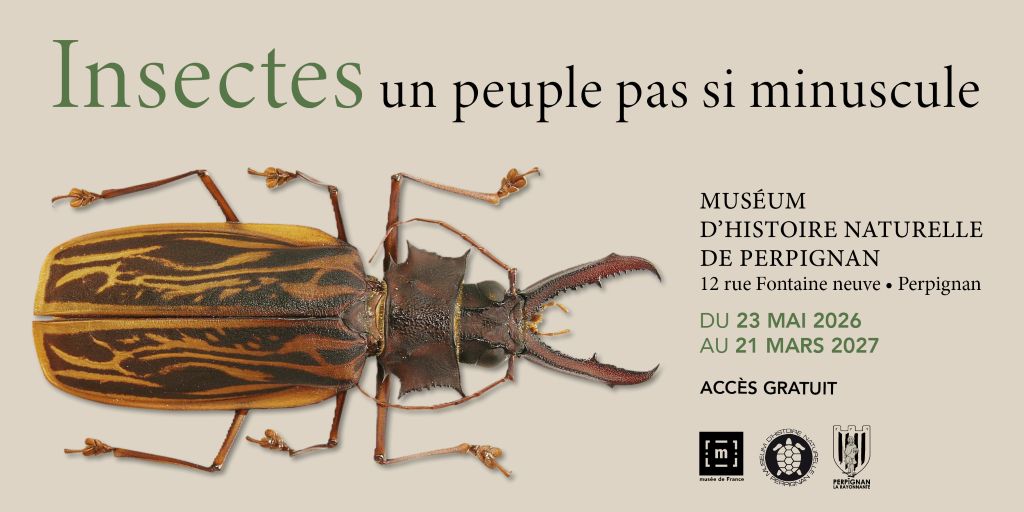 INSECTES ET COMPAGNIE MUSEUM D’HISTOIRE NATURELLE Perpignan