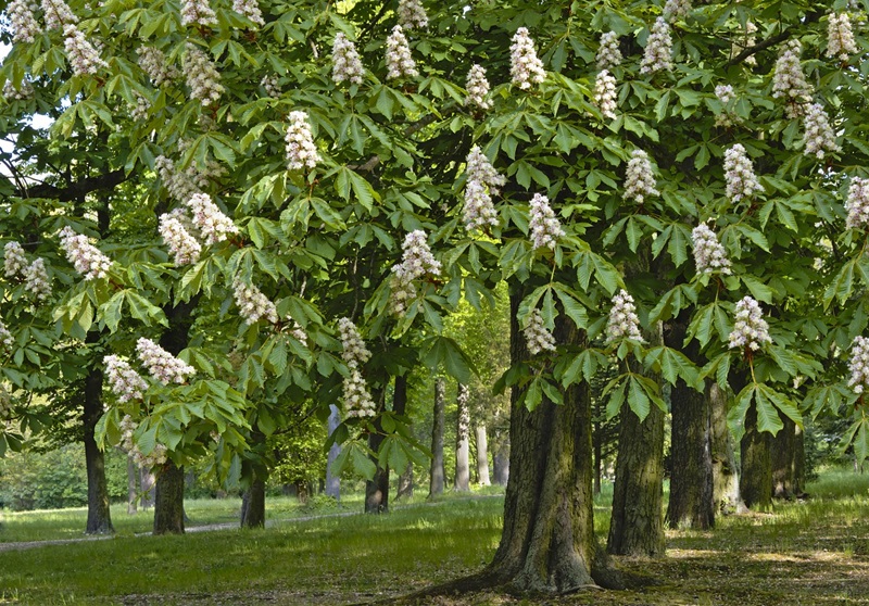 Journée de la châtaigne 8ème édition Cénac-et-Saint-Julien