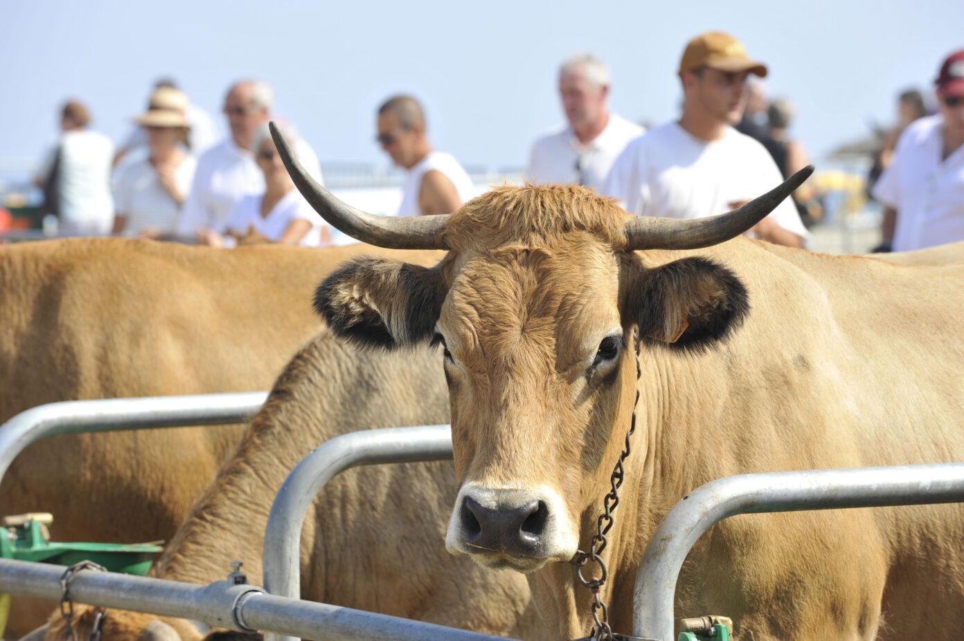 LA FERME A CANET  Canet-en-Roussillon
